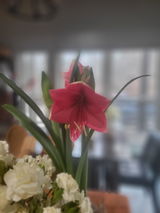 Cassia review photo