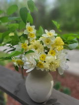 Cassia review photo