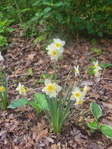 Cassia review photo