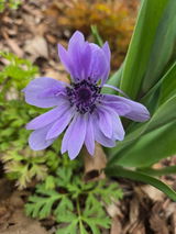 Amanda R review photo