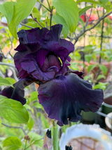Gary Wolf review photo