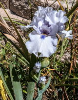 Kat Insawa review photo