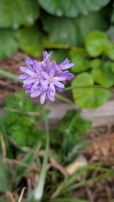 MiGardner review photo
