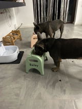 Two spoilt frenchies review photo