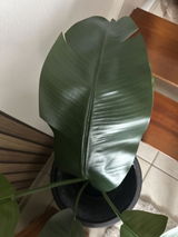 Djé review photo