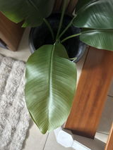 Djé review photo