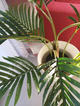Anke G. review photo