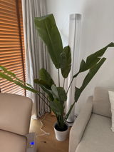 Anonym review photo