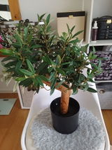 Anonym review photo