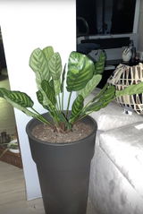 Anonimo review photo