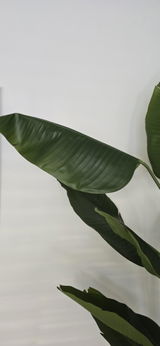 R.Roelfsema review photo