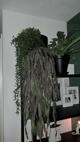 Jurgen in ' t Veen review photo