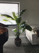 Desiree review photo