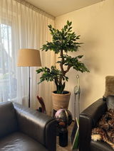 Joyce Croese review photo