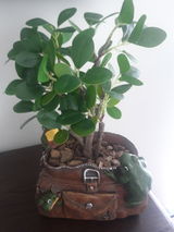 Frans Hens review photo