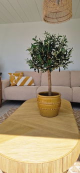 CAASA OLIVE review photo