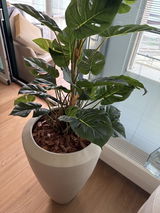 Marjan review photo