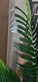 Van Dongen review photo