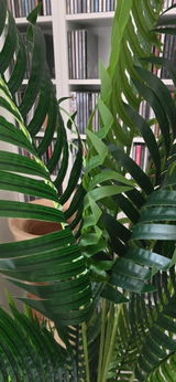 Van Dongen review photo