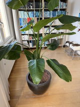 Pienel Hermeling review photo