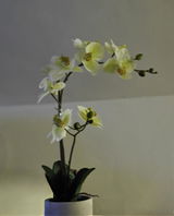 Yen Brouwer review photo