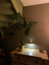 Corine Schimmel review photo