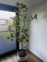 carin review photo