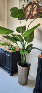 Lydia Fens mol review photo