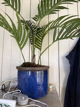 Susan Van der Elst review photo