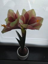 Karien review photo