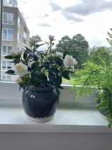 Katja review photo