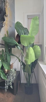 ilse review photo