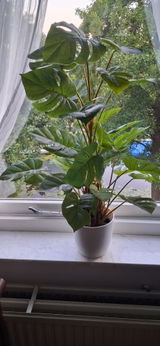 Annemarie Ham-Verhart review photo