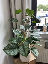Irma Schniedewind review photo