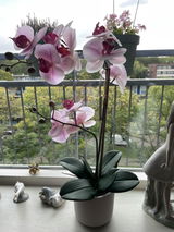 R.C.L. VAN DER HUL review photo