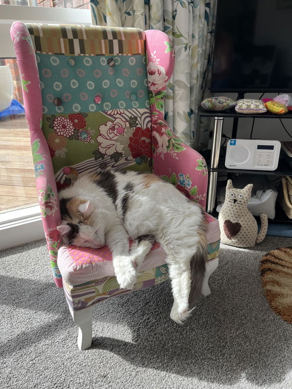 Photo from Frances (and Ririe the rescue cat)'s review