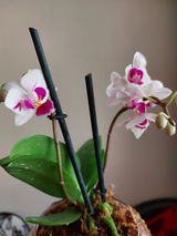 Olga Ramirez review photo