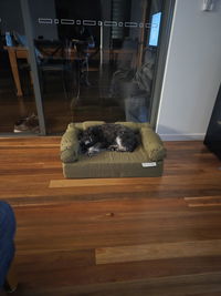 Eco Dogs Aust
