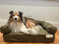 Small Orthopedic Dog Bed with Three Bolster Cushions - Eco Friendly & Non-Toxic