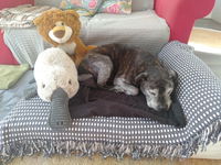 Medium Orthopedic Dog Bed with One Bolster Cushion - Eco Friendly & Non-Toxic