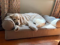 Eco Dogs Aust