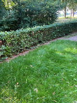 Piet review photo