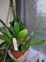 Nella Silaen review photo