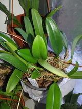 Nella Silaen review photo