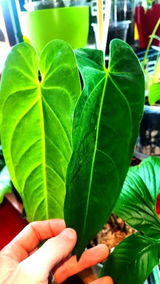 Silvo Juvan review photo