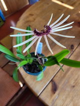 Bettina S. review photo