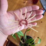 Bettina S. review photo