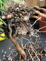 Jose Sala review photo