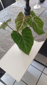 Tanja review photo