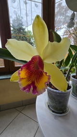 Evi review photo